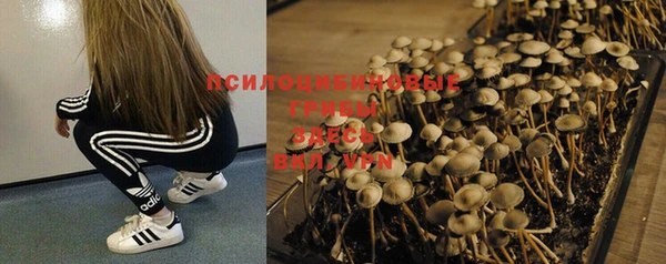 мдпв Богданович